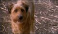 dr dolittle 3-avi_507.jpg